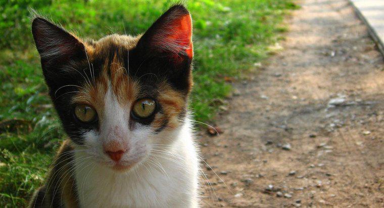 Jakie są dobre nazwy dla Calico Cats?