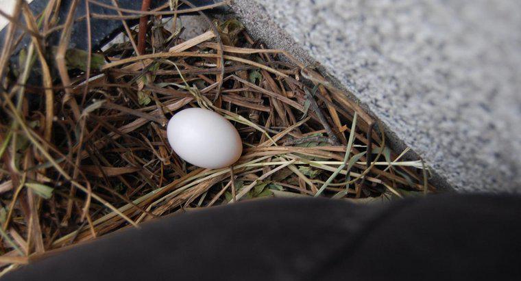 Ile dni robią jajka na gołębie?