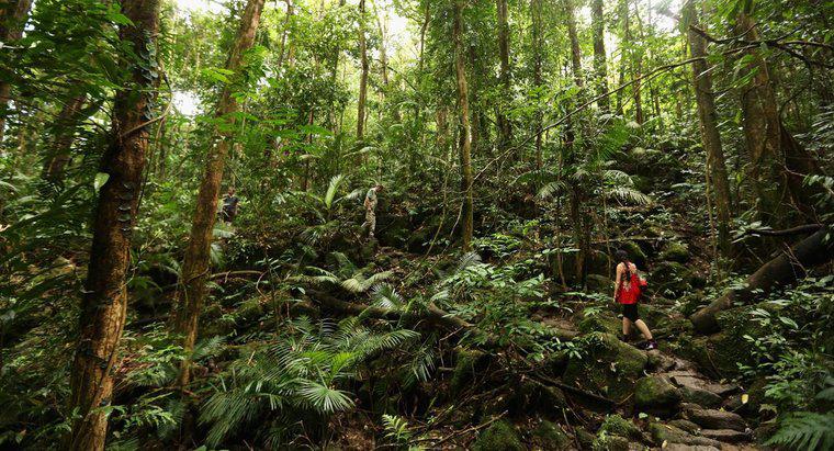 Co to są dekompozytorzy w tropikalnych lasach deszczowych?