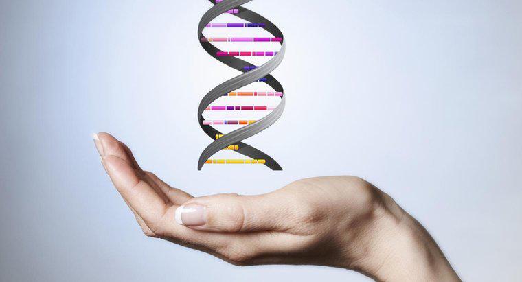 Co stanowi trzon cząsteczki DNA?