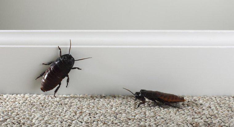 Co znaczy marzenie o karaluchach?