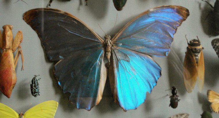 Co nazywa się kolekcjonerem motyli?