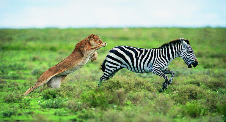 Jakie zwierzęta są drapieżnikami Zebry?
