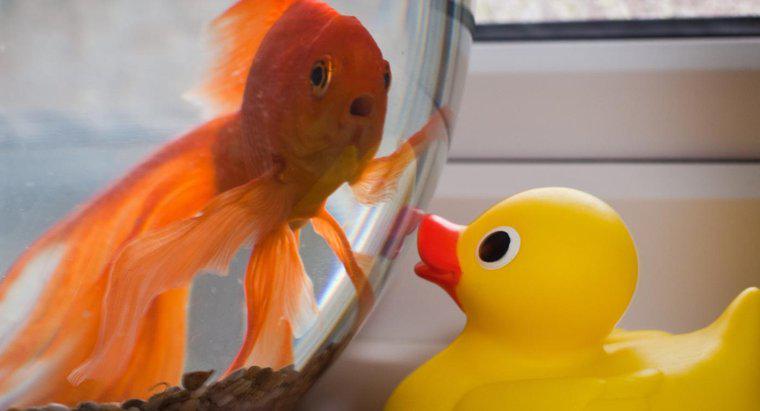 Skąd wiesz, kiedy Goldfish jest zestresowany?