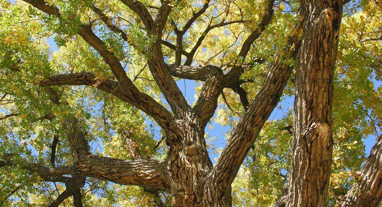 Co to jest drzewo Cottonwood Cottonwood?