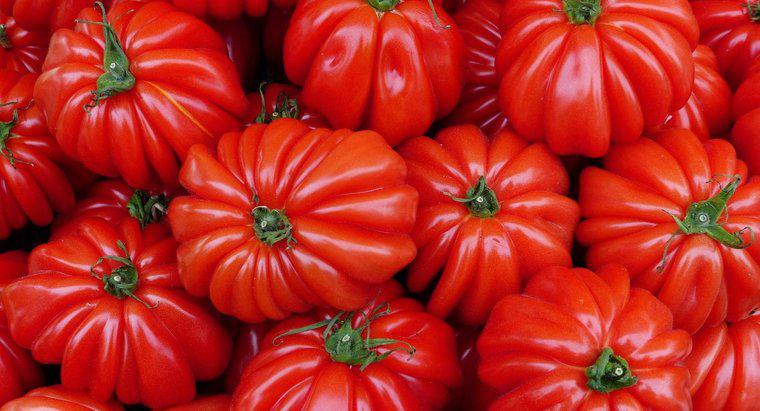 Kiedy jest sezon sadzenia pomidorów?