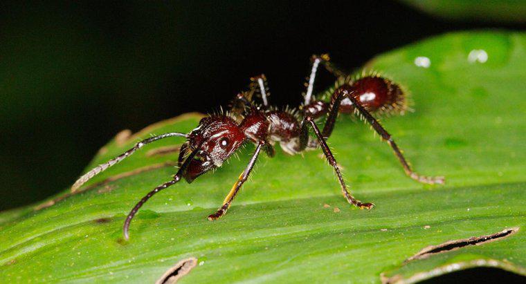 Gdzie działają bulletowe mrówki?