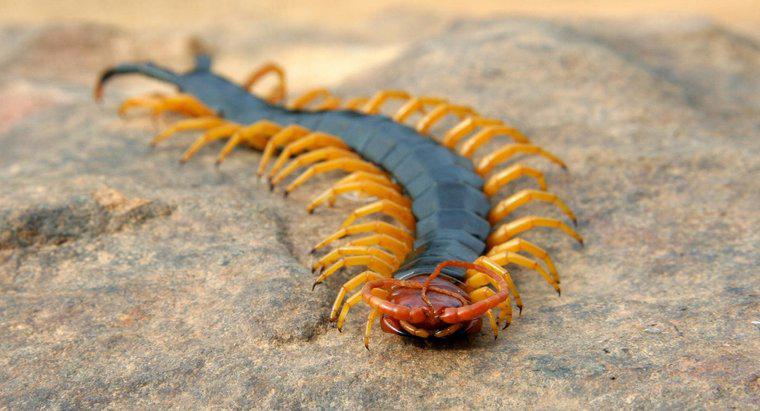 Jak poruszają się Centipedes?