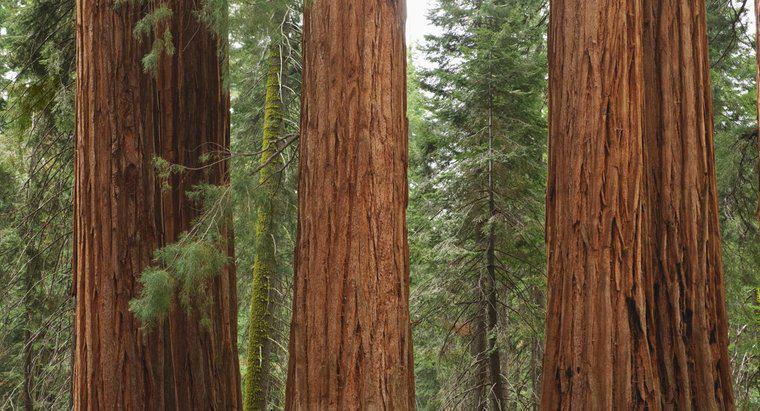 Jaka jest lista parków narodowych w Kalifornii?