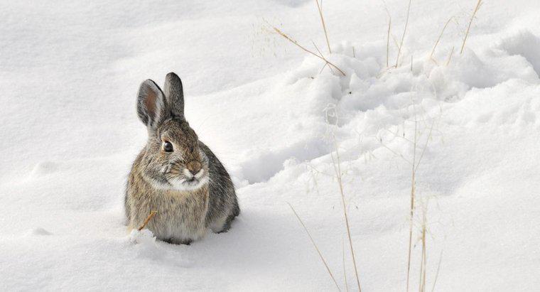Czy króliki hibernują zimą?