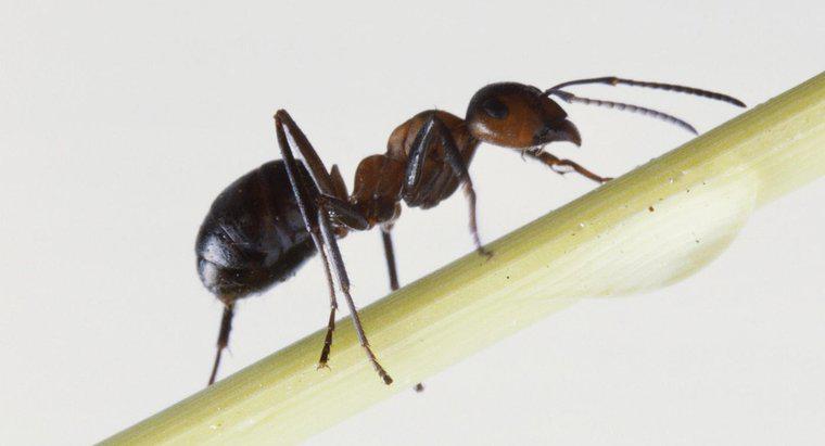 Co to jest dobry sposób leczenia mrówek ogniowych?