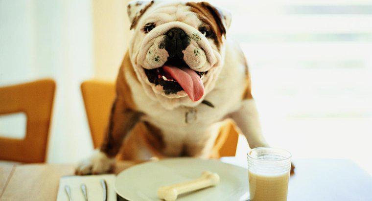 Czy mleko jest dobre dla psów?