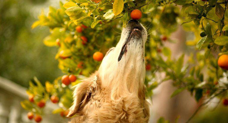 Jakie owoce są toksyczne dla psów?