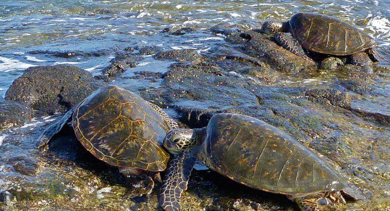 Jak nazywa się grupę żółwi morskich?