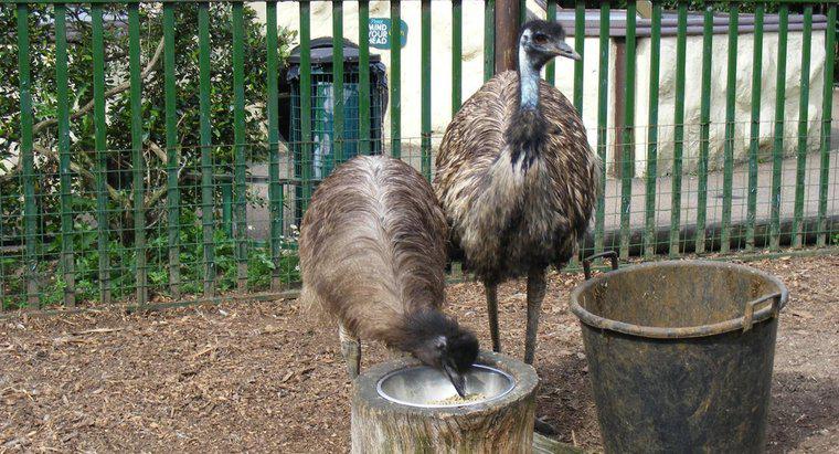 Co Emus jeść?