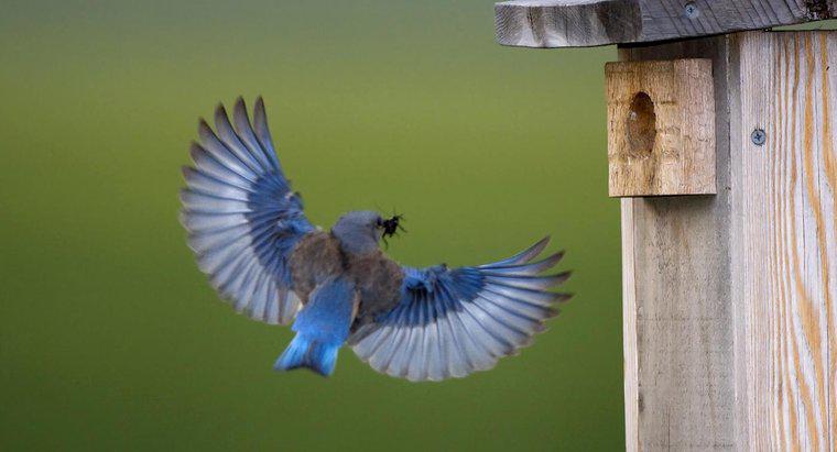 Jakie jest symboliczne znaczenie Bluebirda?