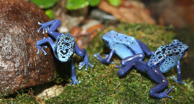 Co to jest siedlisko Poison Dart Frogs?