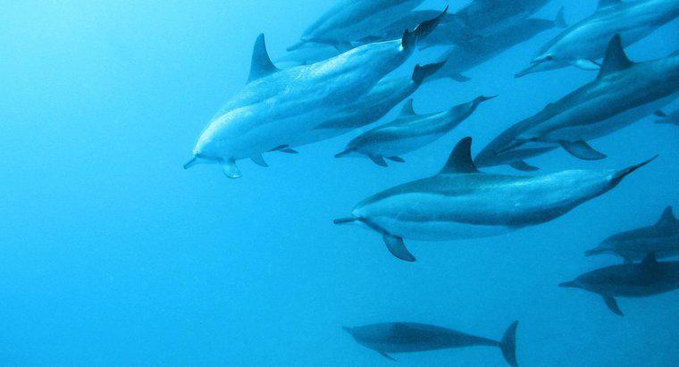 Czym są wrogowie delfinów?
