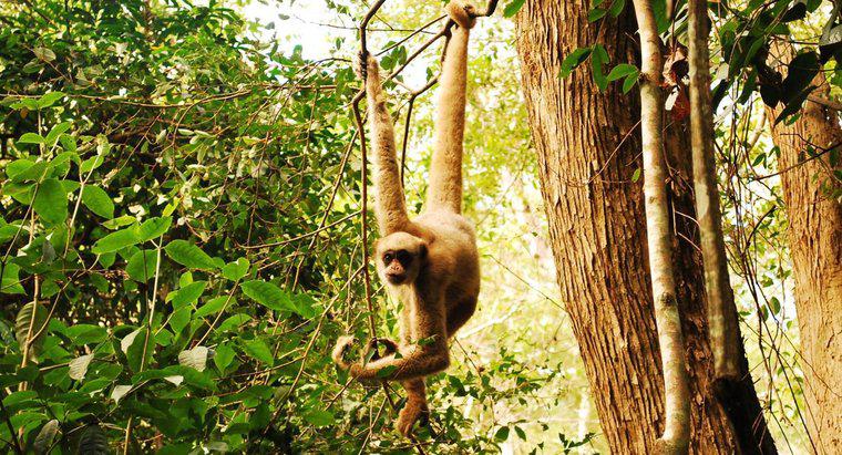 Jak małpy przeżywają w dżungli?