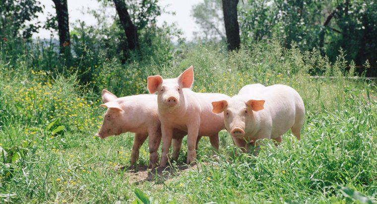 Jak nazywa się grupę świnek?