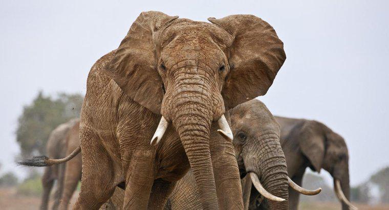 Ile słoni istnieje na świecie?