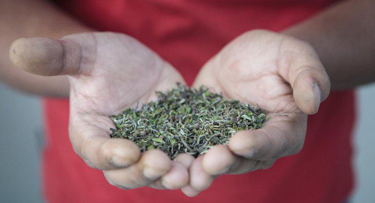 Jakie są korzyści zdrowotne wynikające z herbaty Darjeeling?