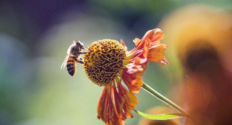 Jak długo żyją pszczoły miodne?