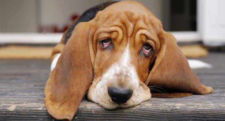 Jaka jest zalecana dawka Ibuprofenu dla psów?