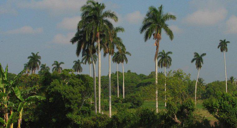 Jak dbać o Queen Palm Trees?