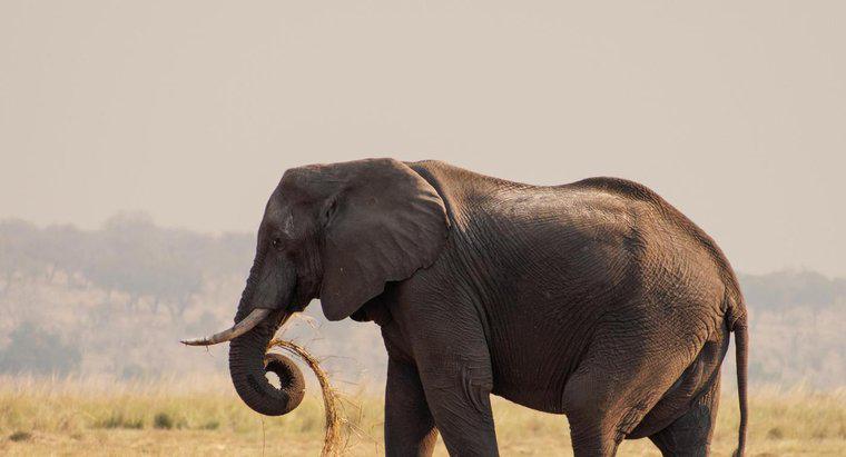Jaki jest największy słoń?