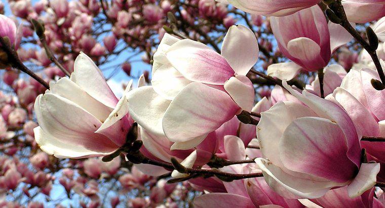 Jak przyciąć drzewo magnolii?