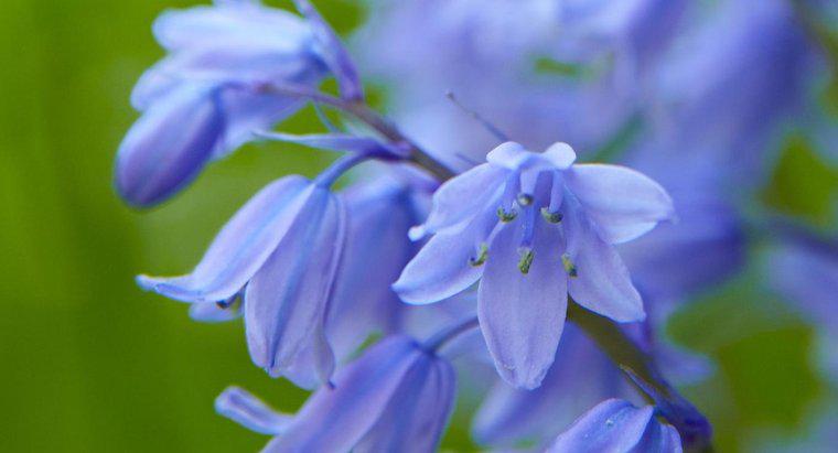 Kiedy Czy Bluebells Bloom?