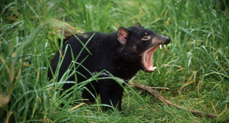 Jak diabły tasmańskie zostały zagrożone?
