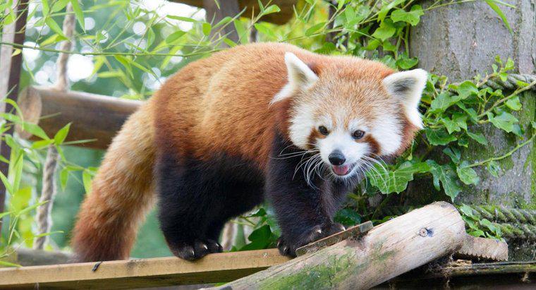 Jak wygląda Firefox lub Red Panda?