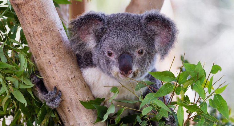 Czy Koalas Eat Bamboo?