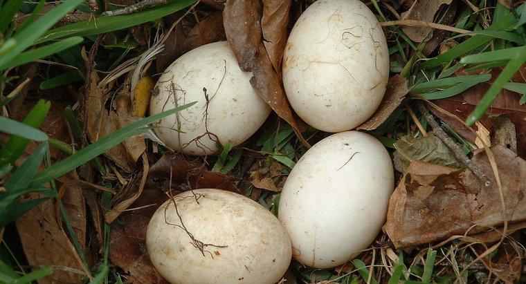 Jak dbać o niezrównane ptasie jajo?