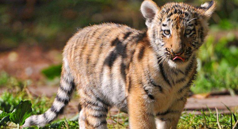 Jak długo zajmuje stworzenie Baby Tiger w łonie matki?