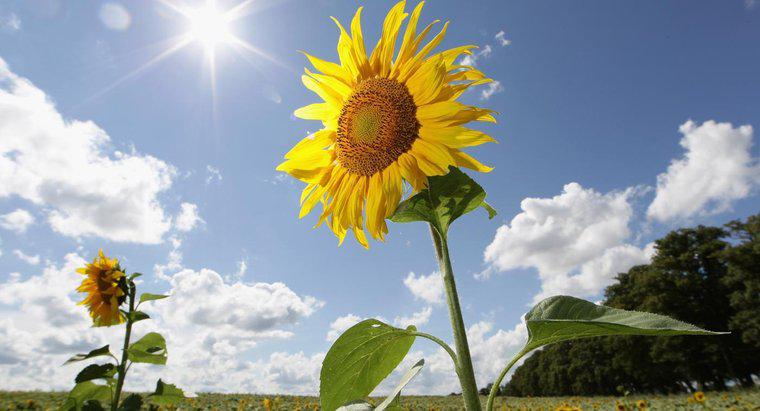 Jaki procent energii słonecznej zużywają rośliny?