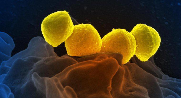 Czy Bakterie giną po zamrożeniu?