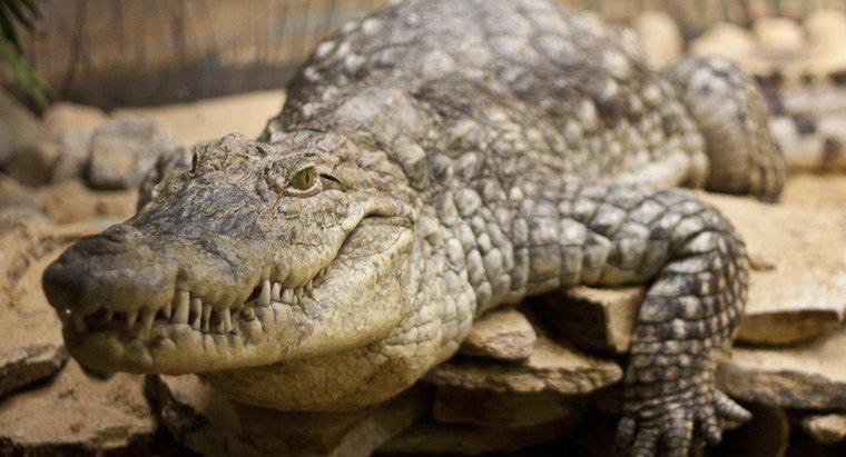 W jakim siedlisku robisz krokodyle?