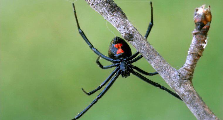 Jakie są charakterystyczne cechy pająka Black Widow?