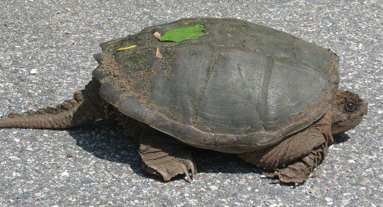Dlaczego żółwie mają ogony?