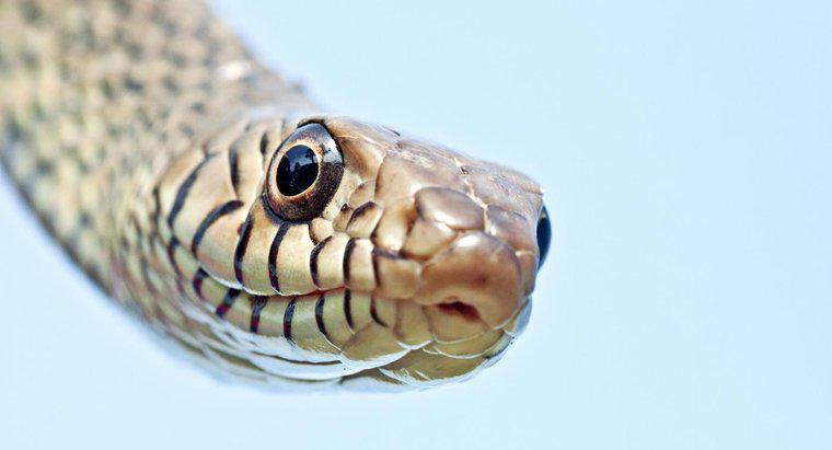 Ile węży jest na świecie?