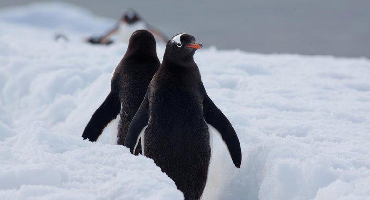 Gdzie pingwiny żyją w naturze?