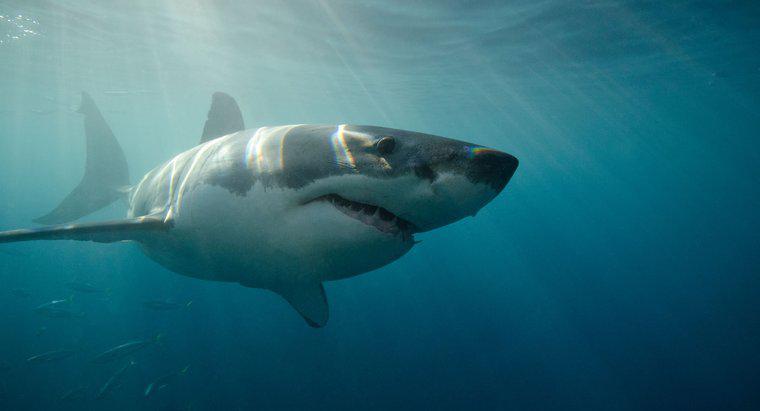 Jak szybko może pływać wielki biały rekin?