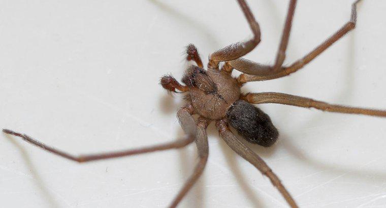 Jak wygląda ugryzienie pająka z brązowego odludka?