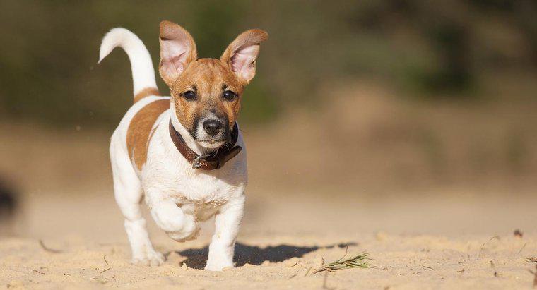 Jak dbać o krótkowłosych Jack Russell Terrier?