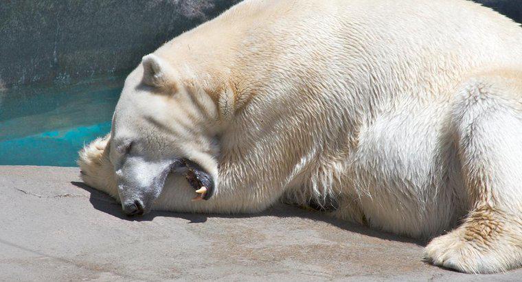 Dlaczego niedźwiedzie polarne mają duże łapy?