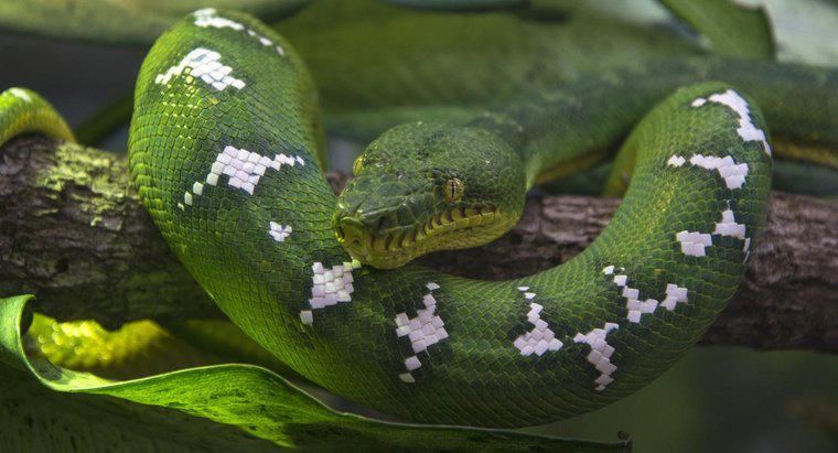 Jaka jest nazwa naukowa dla węża?