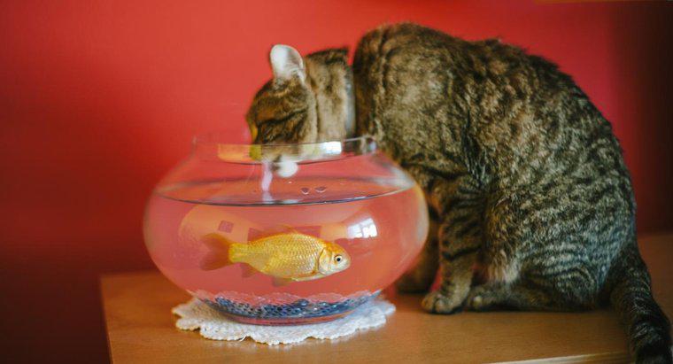 Ile wody potrzebuje kot do picia?